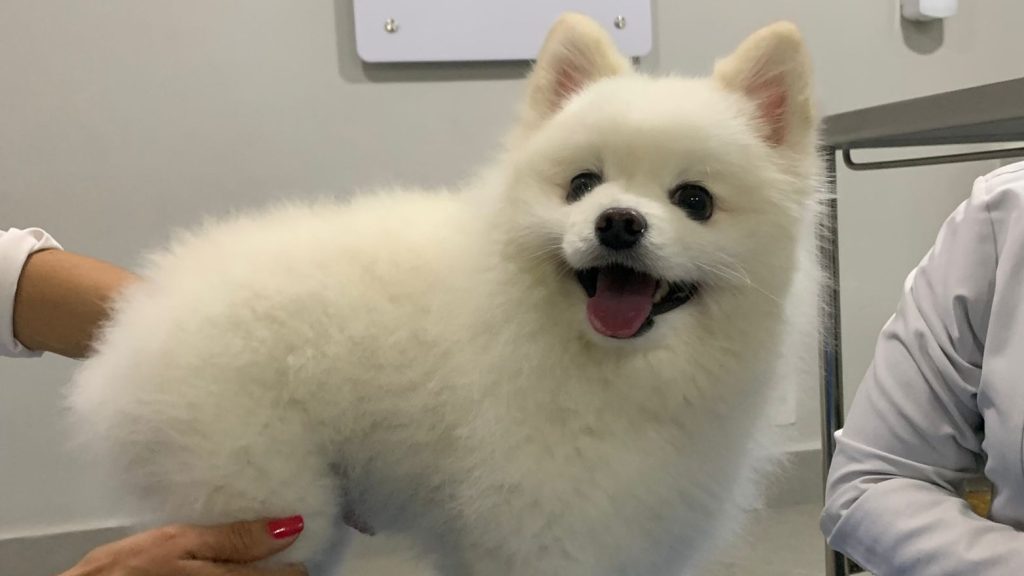 Fisio Care Pet em Imperatriz: Reabilitação Animal de Qualidade Mais Perto de Você