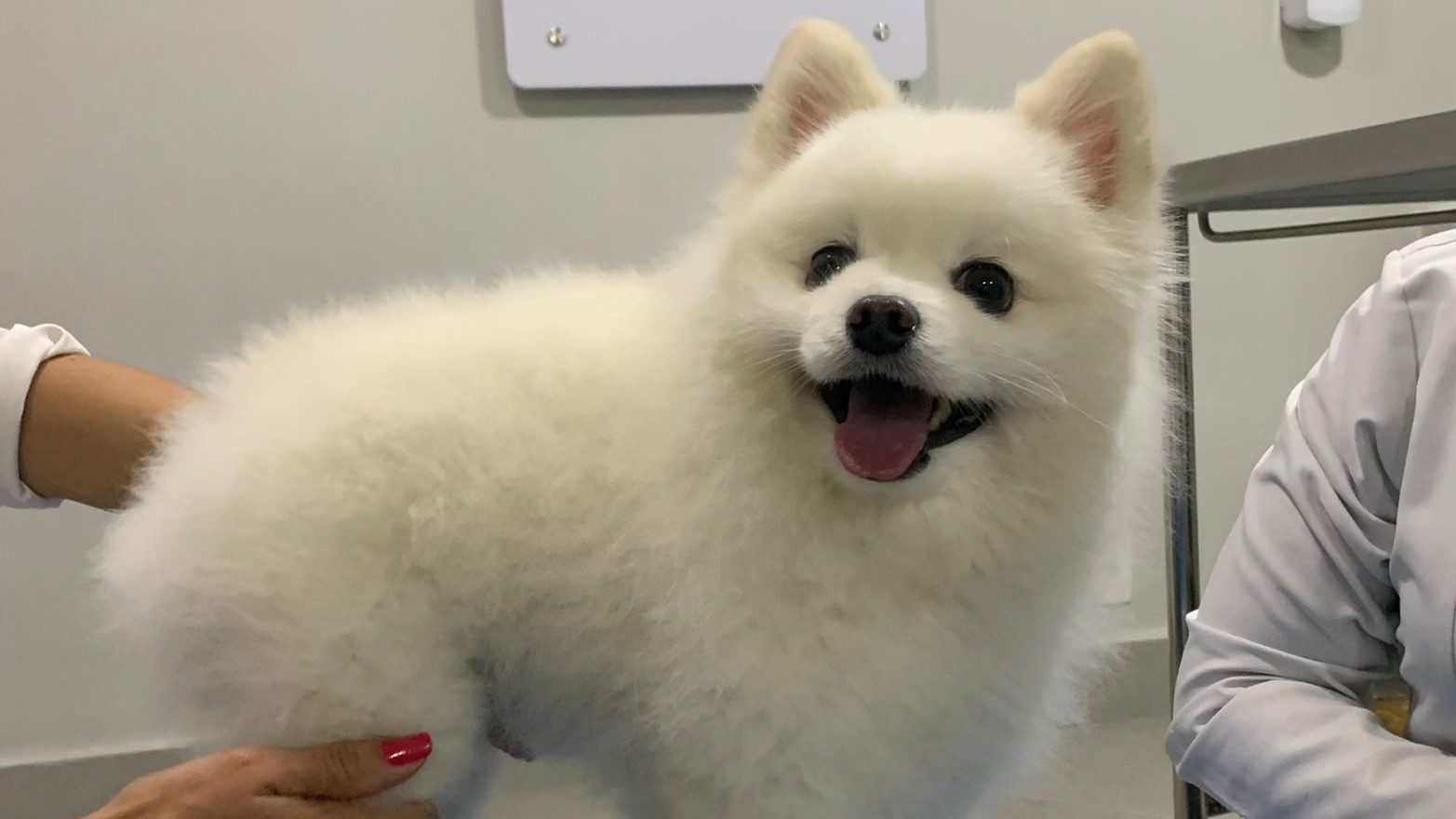 Fisio Care Pet em Imperatriz: Reabilitação Animal de Qualidade Mais Perto de Você