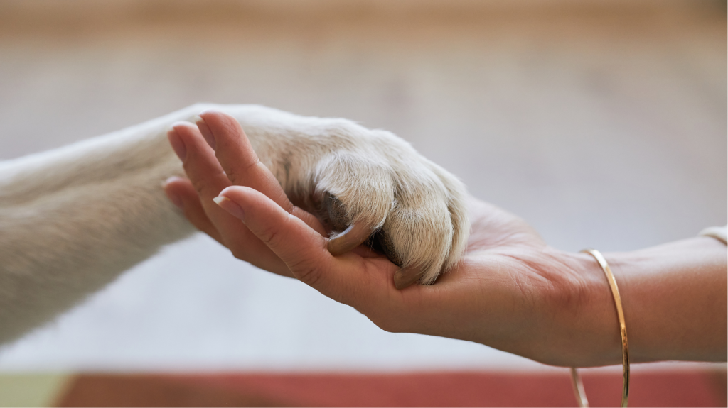 Fevereiro roxo: tudo sobre cuidados com pets idosos