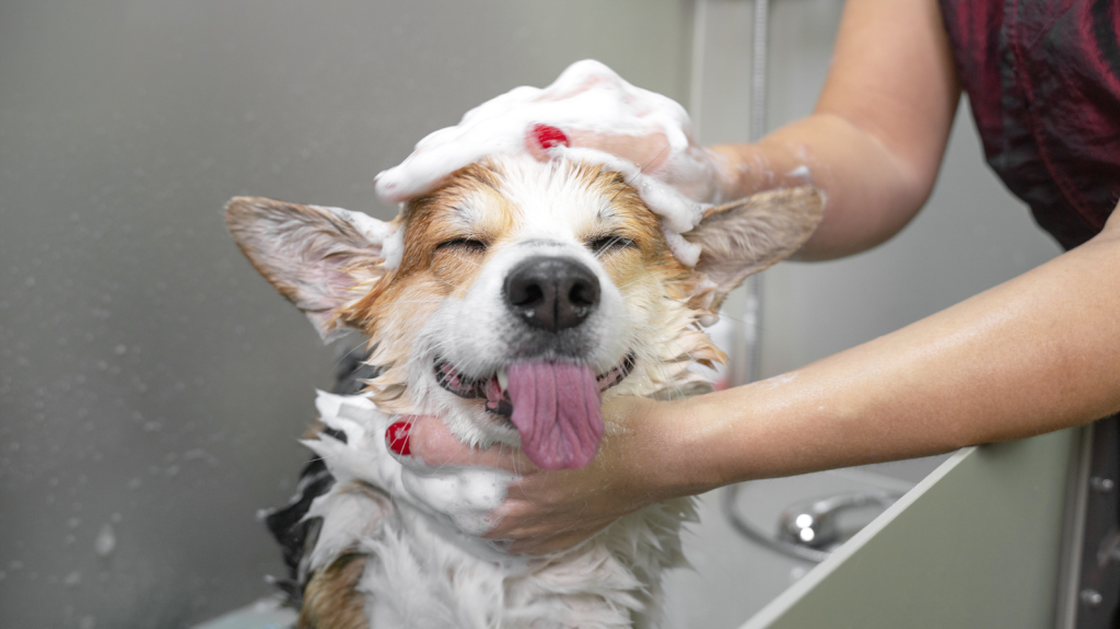 Veja como dar banho em cães sem estresse!