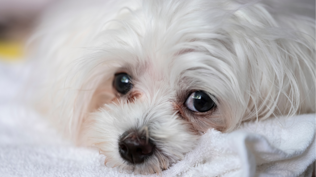 Lágrima ácida em cães: 3 erros que você pode estar cometendo