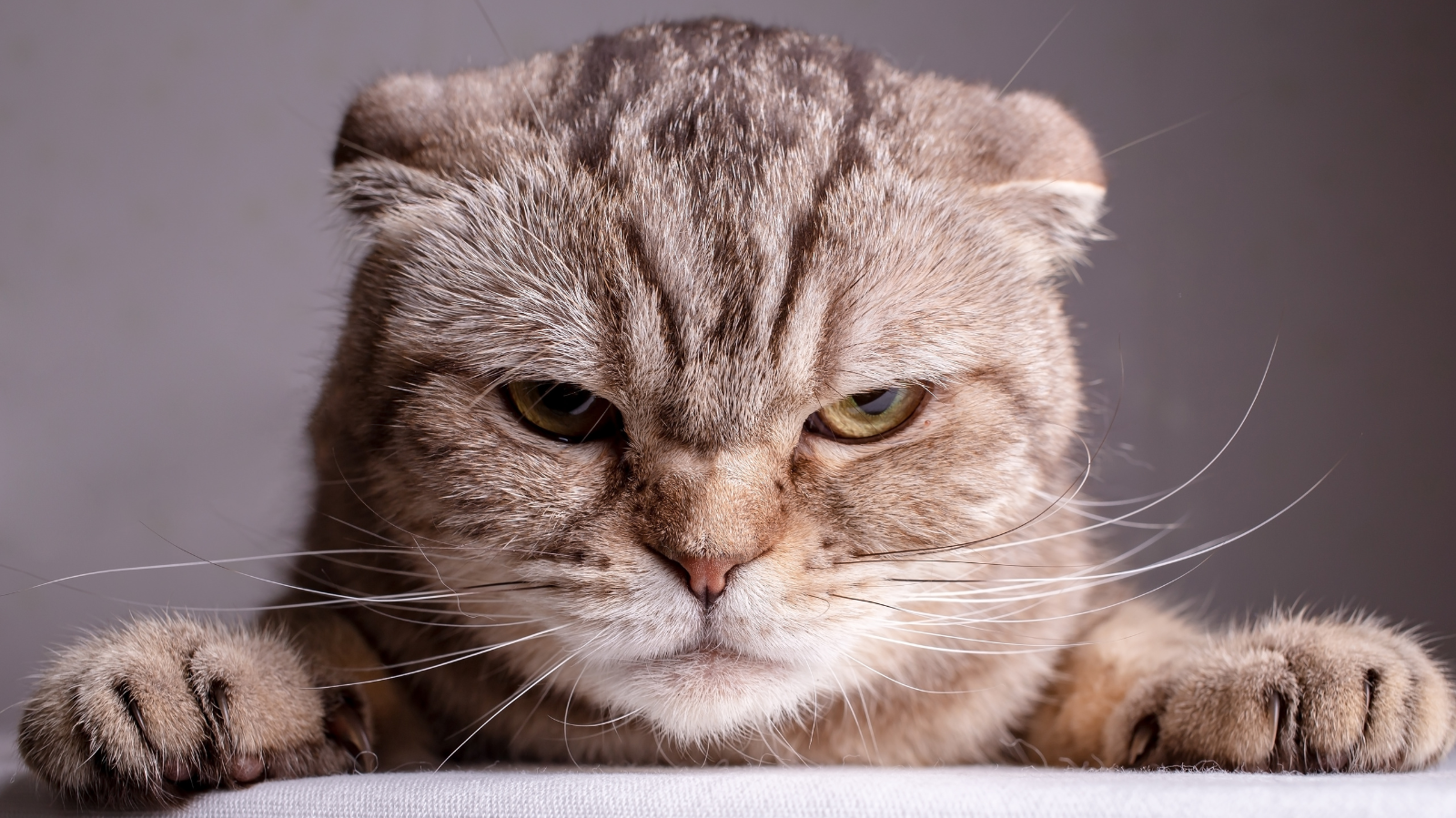 Felino bravo: como amansar um gato arisco sem complicações!