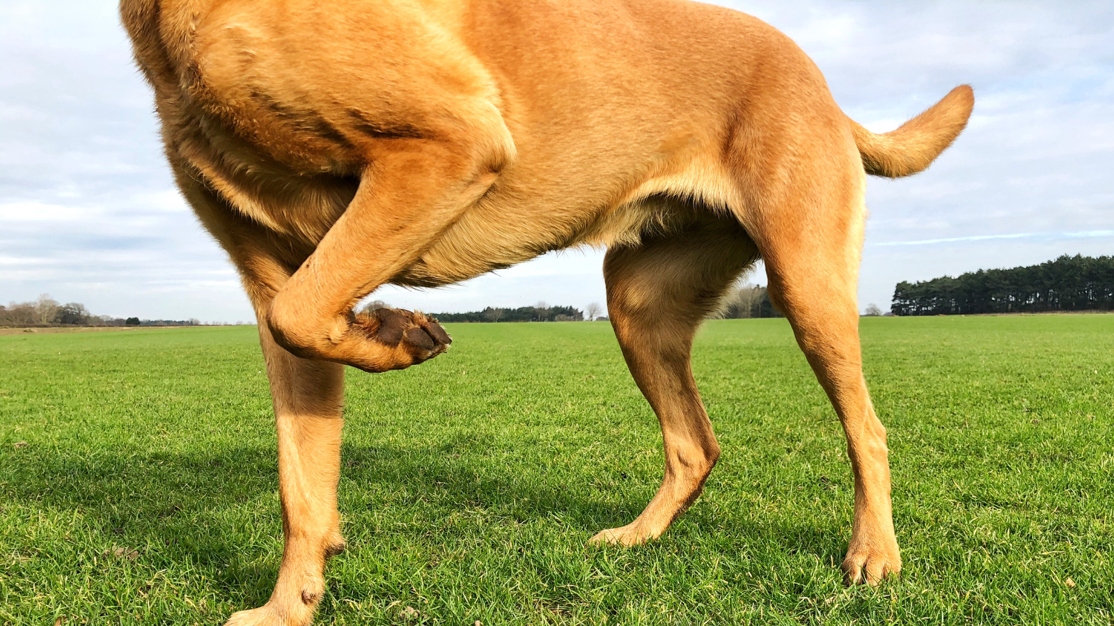 Cachorro mancando: o que fazer para ajudar?