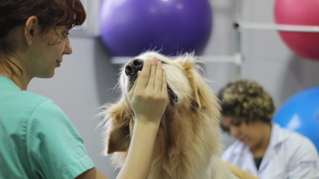 Primeiros passos na Carreira Veterinária: o que ninguém te conta