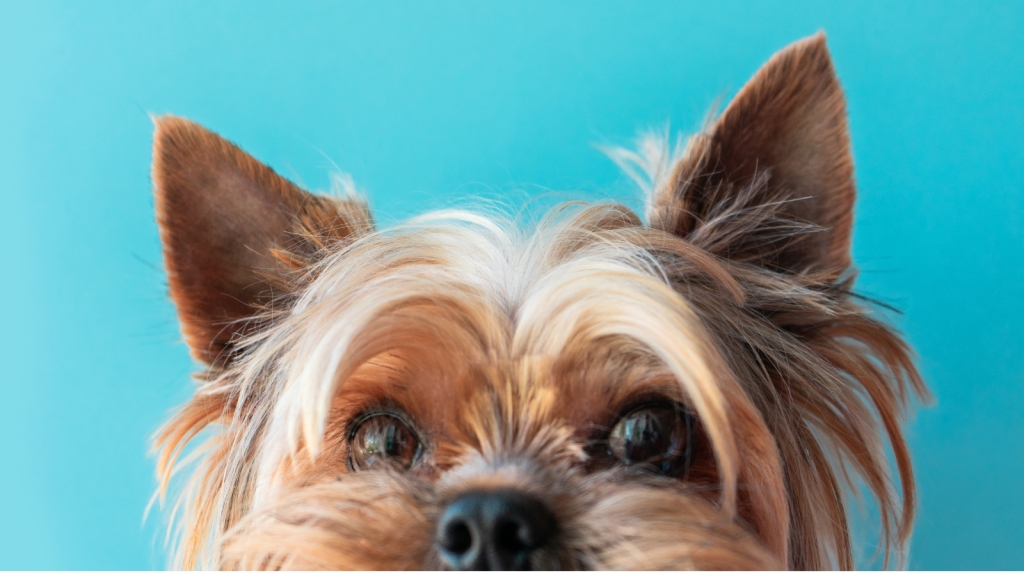 Guia de raça: tudo sobre como cuidar de um Yorkshire Terrier