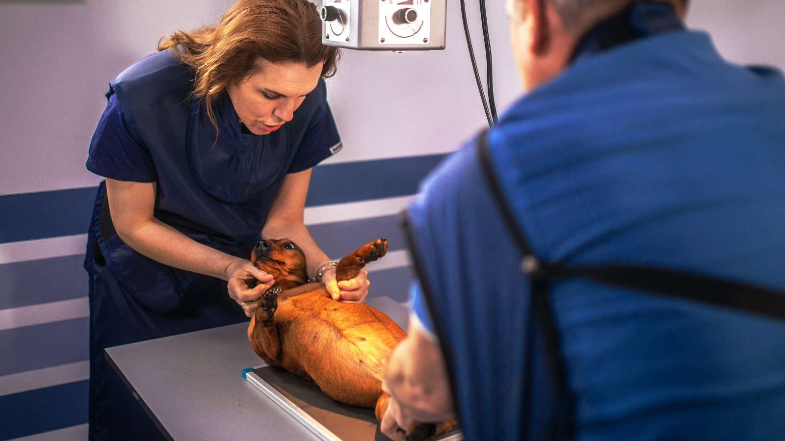 Cachorro mancando? Pode ser a Hiperextensão do carpo em cães!