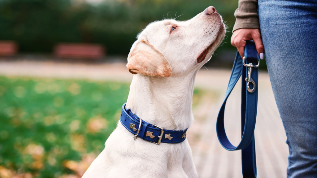 Como escolher a melhor coleira para cachorro?