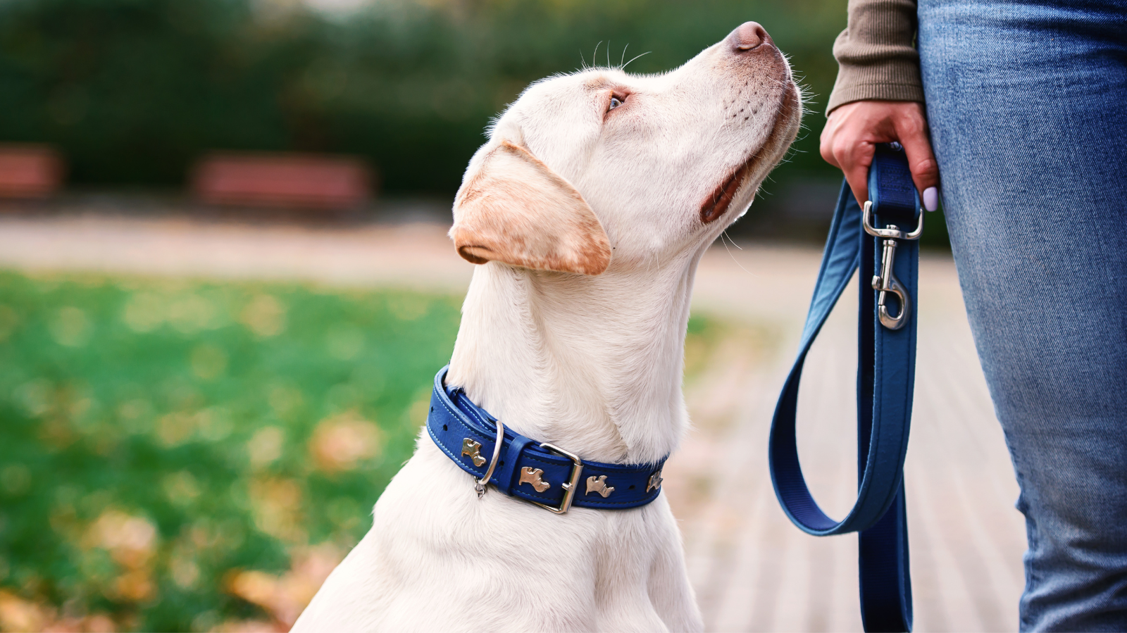 Como escolher a melhor coleira para cachorro?