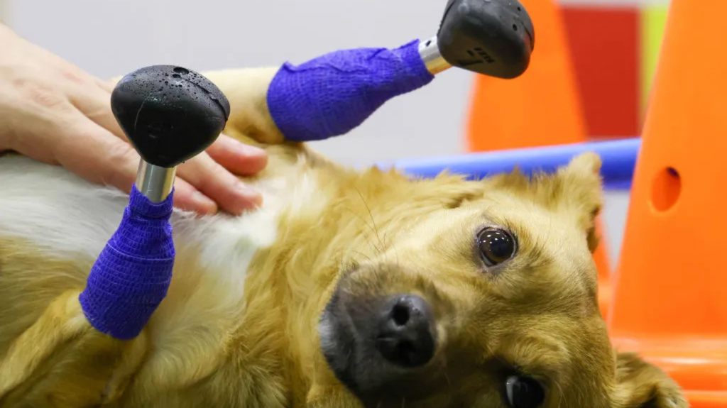 Próteses para animais amputados: tudo sobre a tecnologia que transforma!