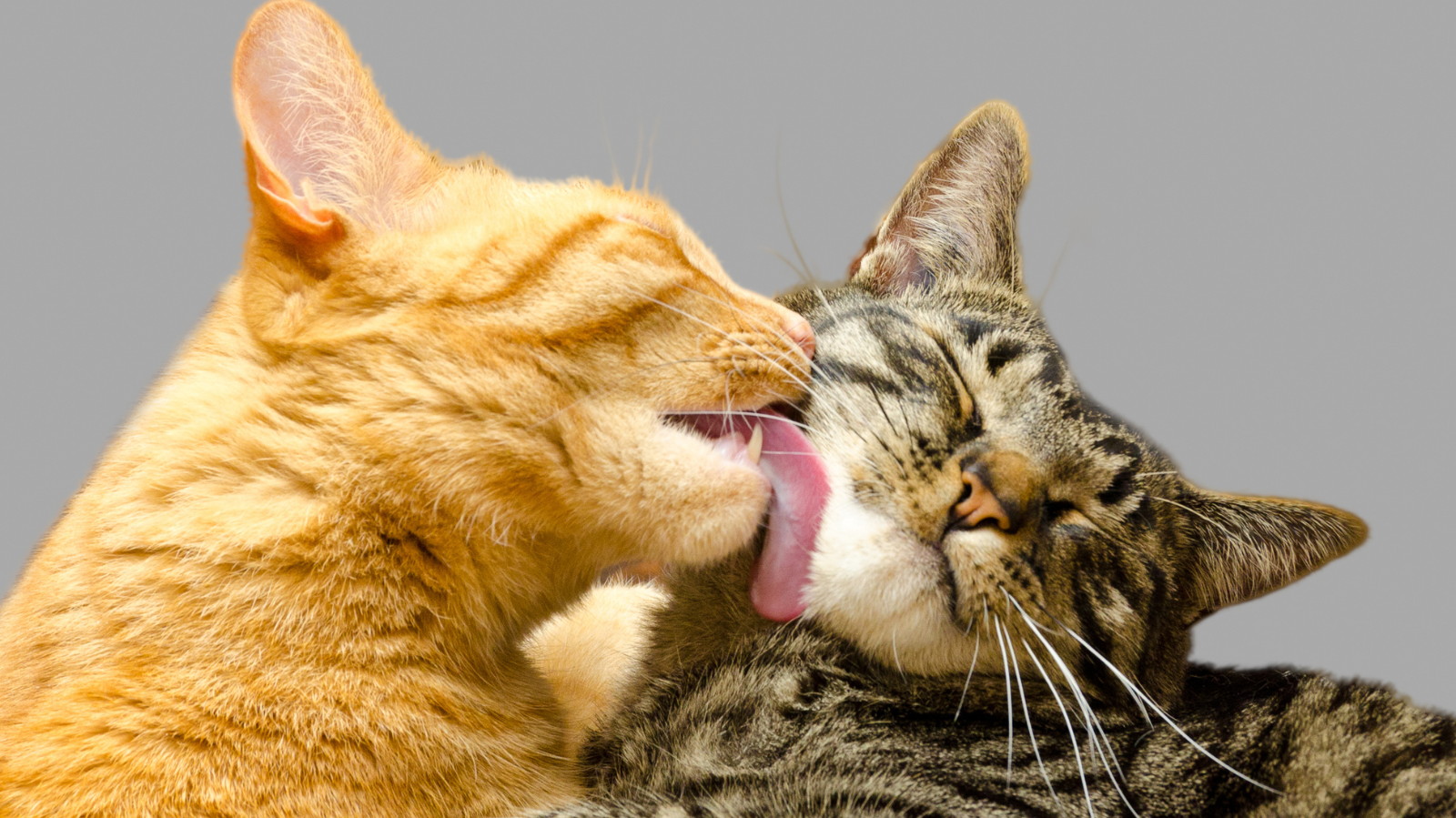 Felinos para todos os gostos: saiba as raças de gato mais populares!