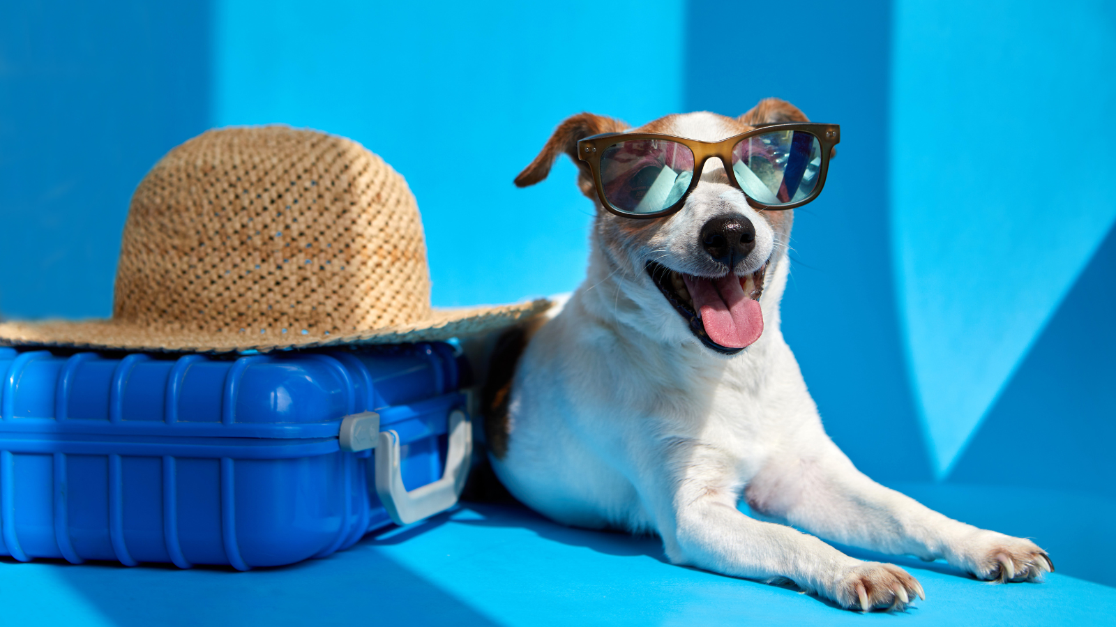 Viagens com pets: como viajar com segurança com o pet?