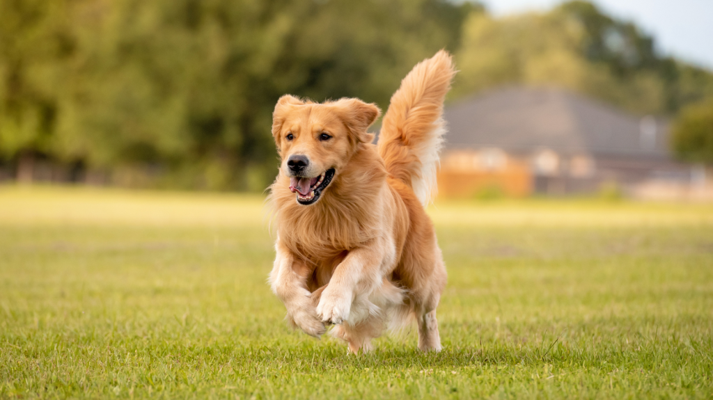 Pet com dificuldade de andar? Conheça a instabilidade de ombro em cães
