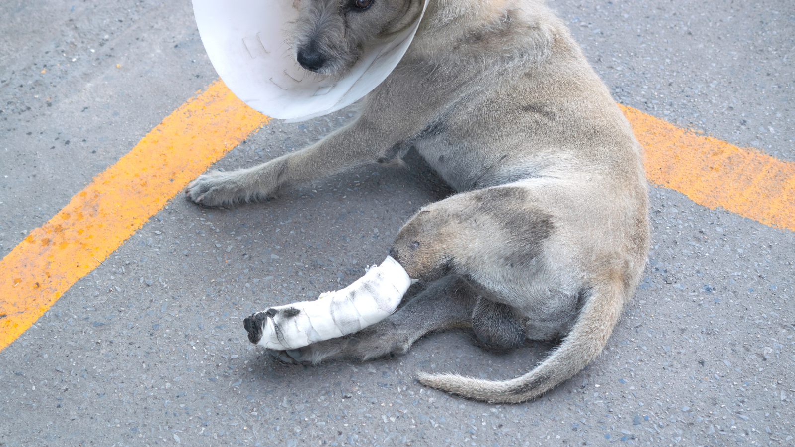 Cuidados com talas e bandagens em cães e gatos: guia completo