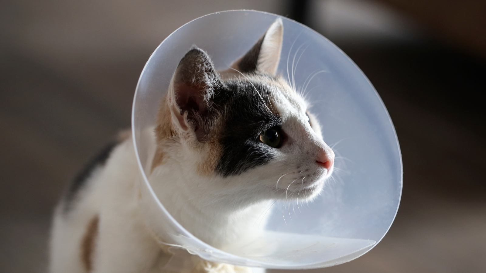 Pós-cirurgia em gatos: como cuidar do gato depois de uma cirurgia?