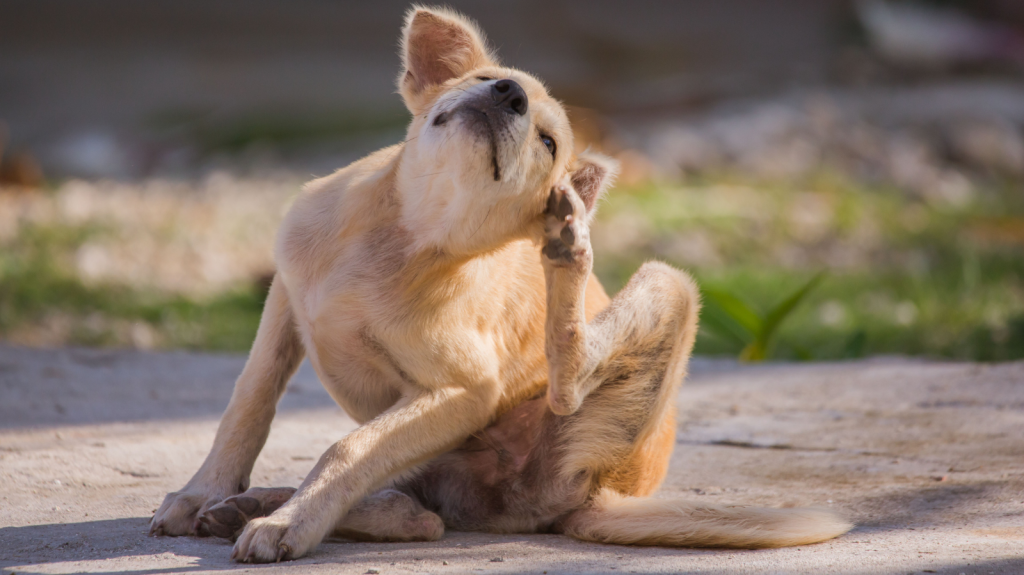 Cachorro se coçando e se mordendo: o que fazer?