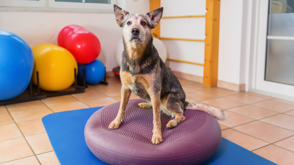 Fisio Care Pet Morumbi: Fisioterapia e Acupuntura para o seu pet!