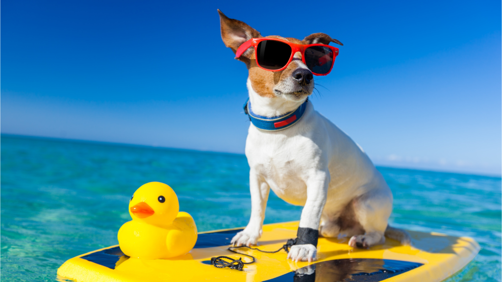 Alerta de calor! Dicas práticas de como cuidar do pet no verão!