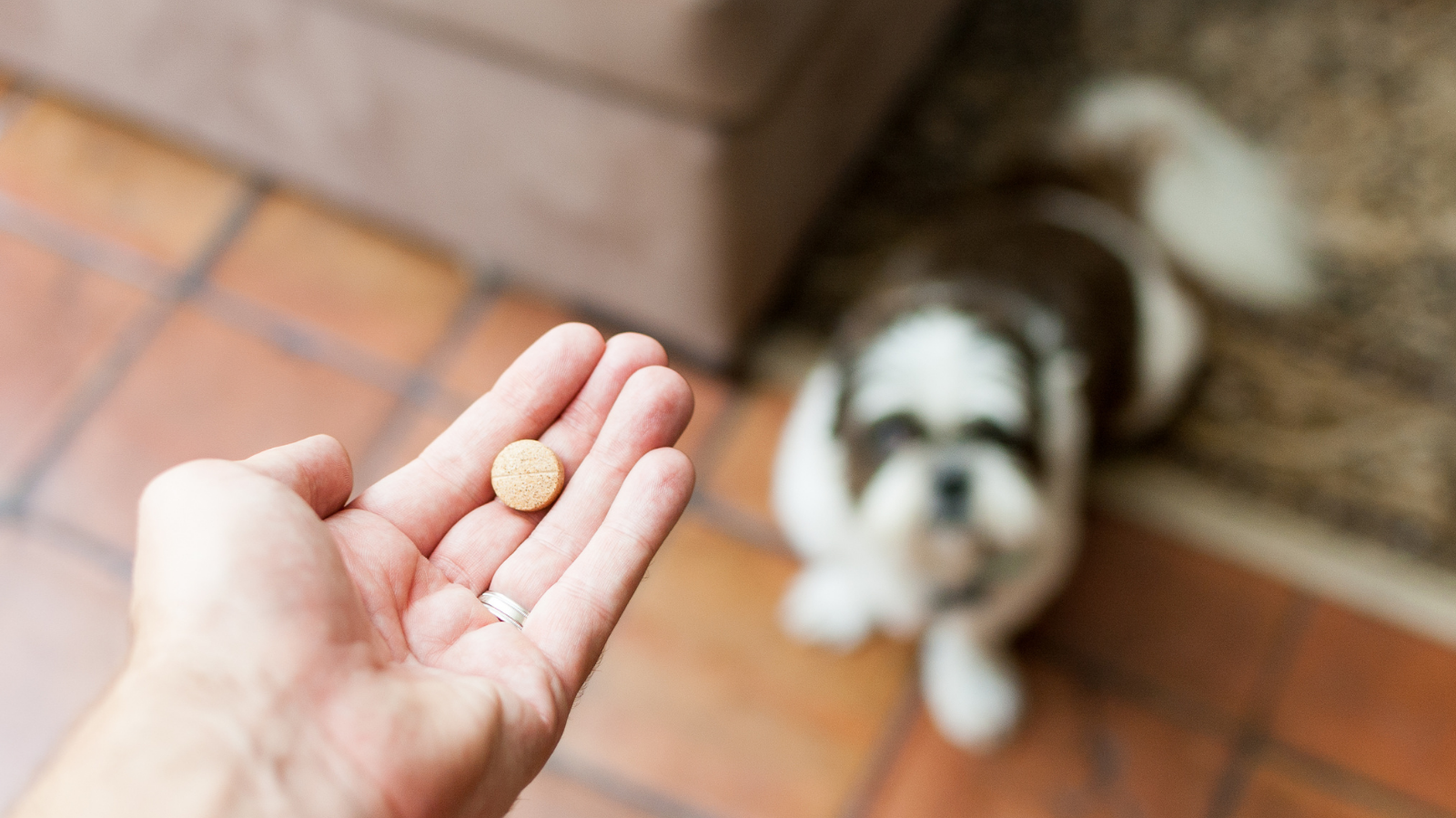 Pode dar Dipirona para cachorro com dor ortopédica? Doses, riscos e cuidados