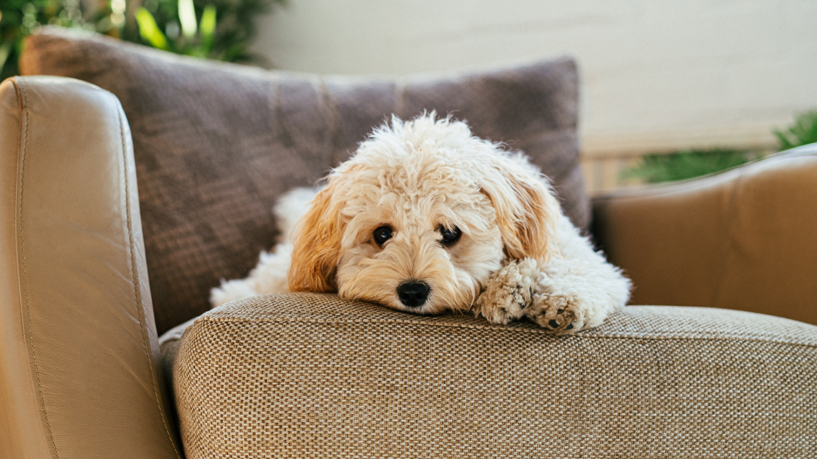 Ansiedade de Separação em pets: 5 erros comuns com seu cão ou gato!