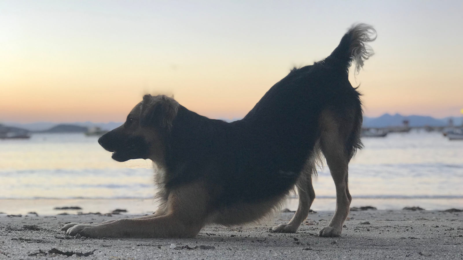 Por que meu cachorro abana o rabo? Veja o que seu pet quer te contar!