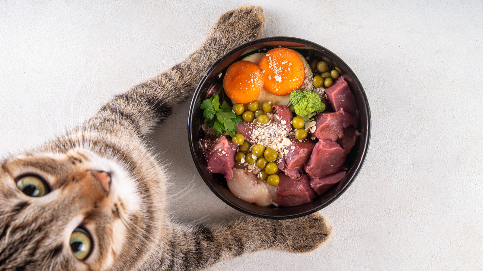 Alimentação natural para pets: benefícios e desafios que você precisa conhecer!