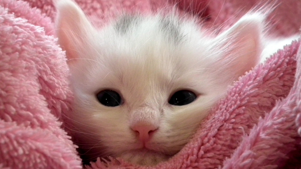Dia mundial do gato: desmistificando crenças populares sobre os felinos