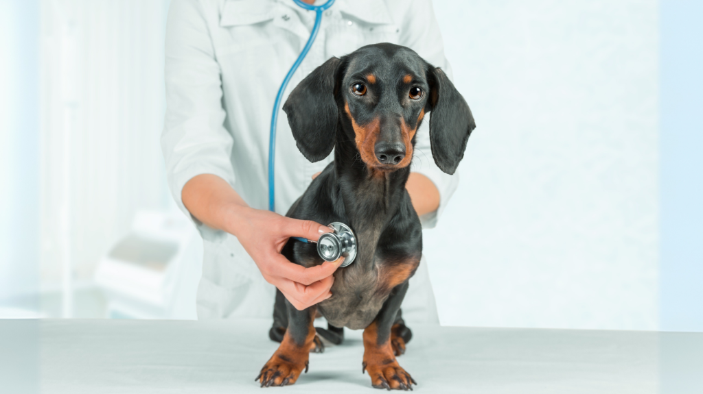 Exames de rotina em cães e gatos: não deixe a doença surpreender!