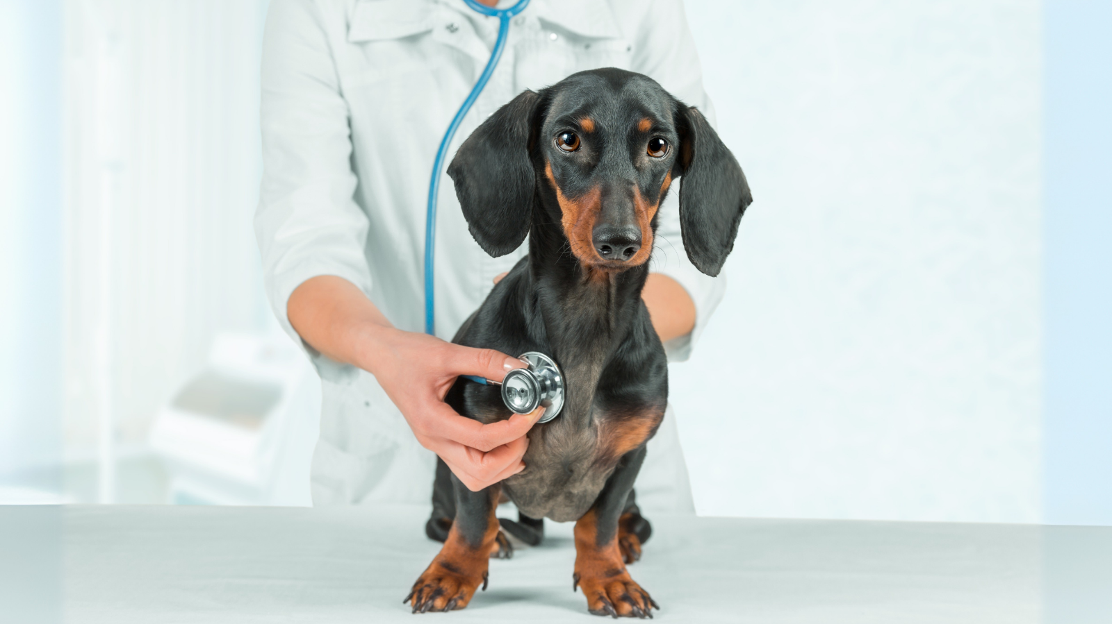 Exames de rotina em cães e gatos: não deixe a doença surpreender!