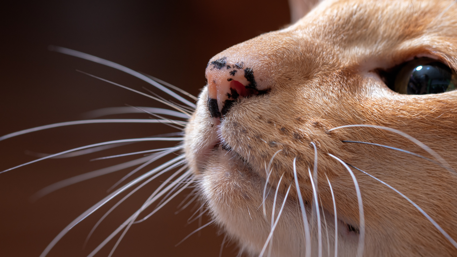 Por que os gatos têm bigode? Entenda sua função e importância!