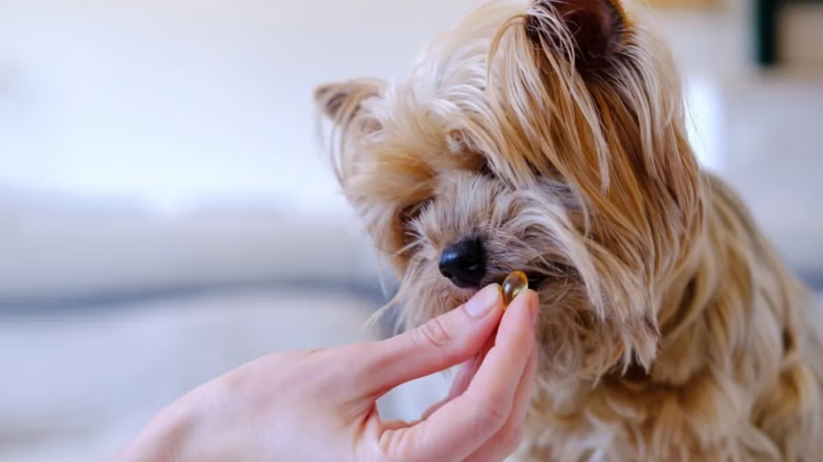 Posso dar ômega-3 para cachorro com dor ortopédica? Saiba tudo!