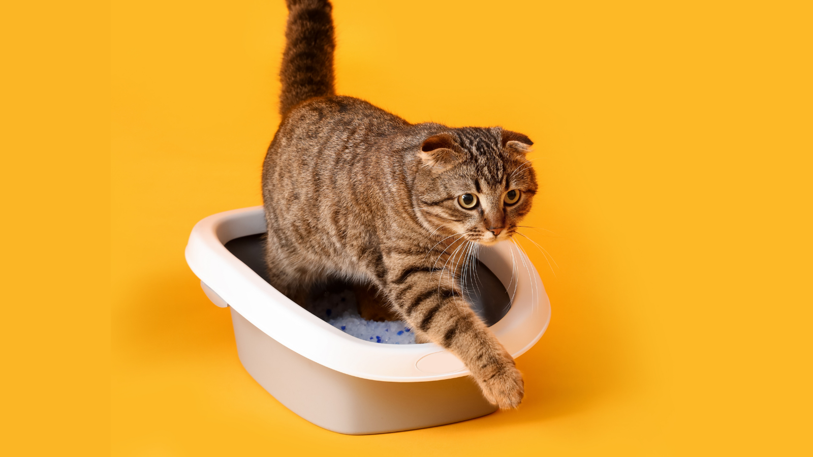Pet com dificuldade para urinar? Pode ser um sinal de obstrução urinária!