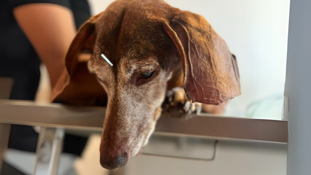 Acupuntura Veterinária: mitos e verdades que você precisa conhecer