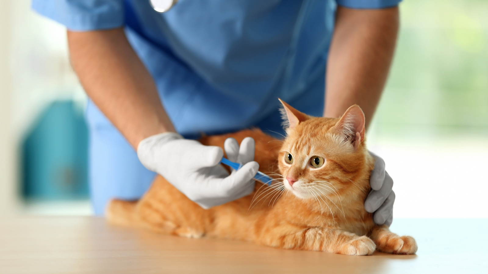 Osteossarcoma em gatos: causas, sintomas e tratamento nos felinos