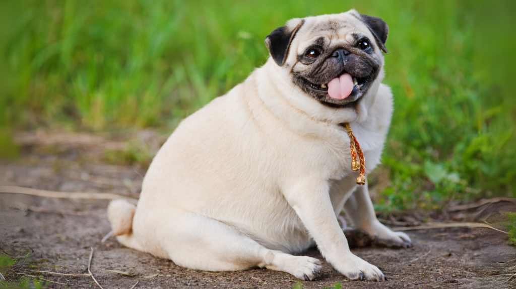 Pet acima do peso? Veja 4 erros que agravam a obesidade em animais!