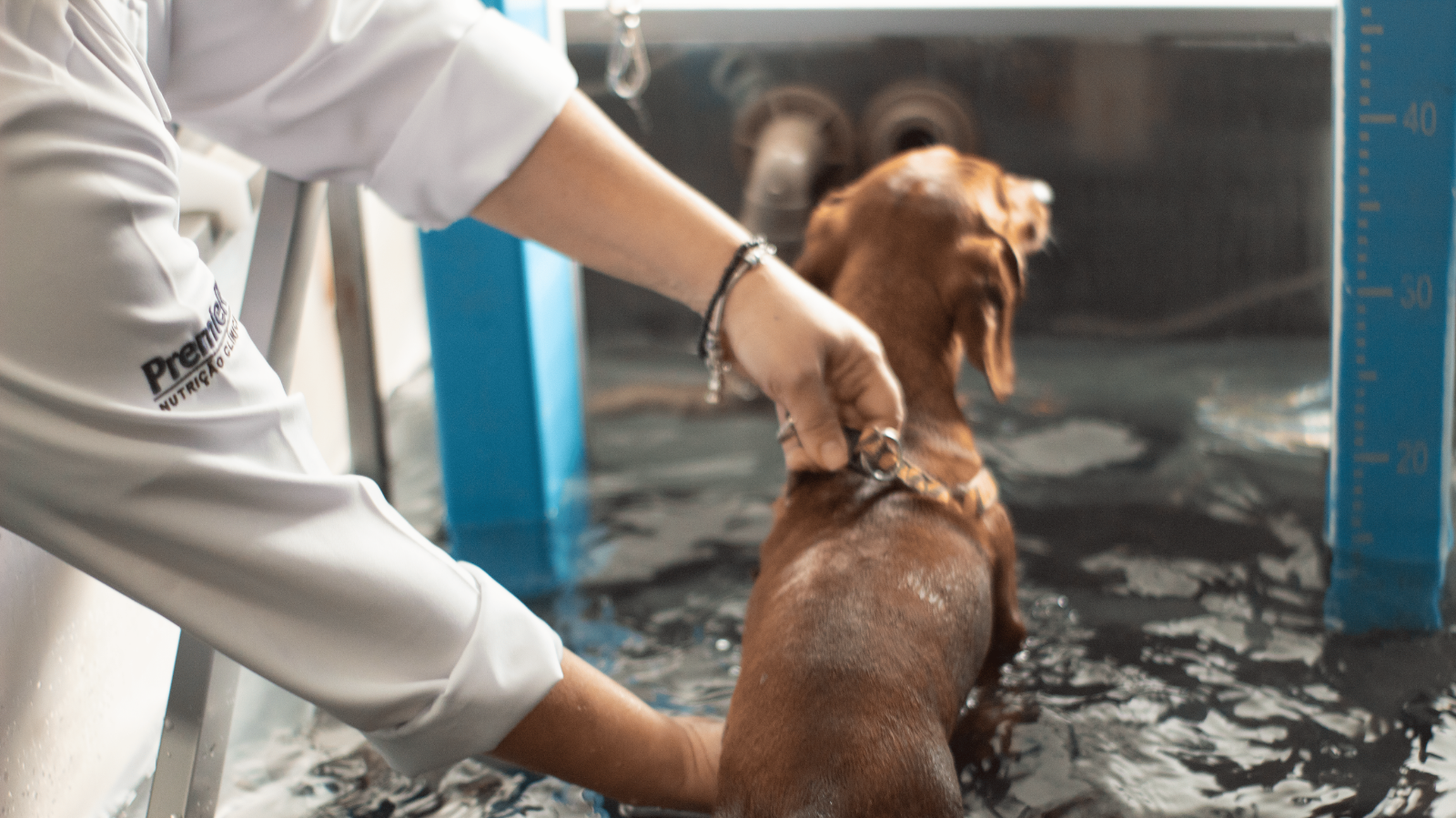 Reabilitação Animal em Santos: conte com a Fisio Care Pet e a Petland!