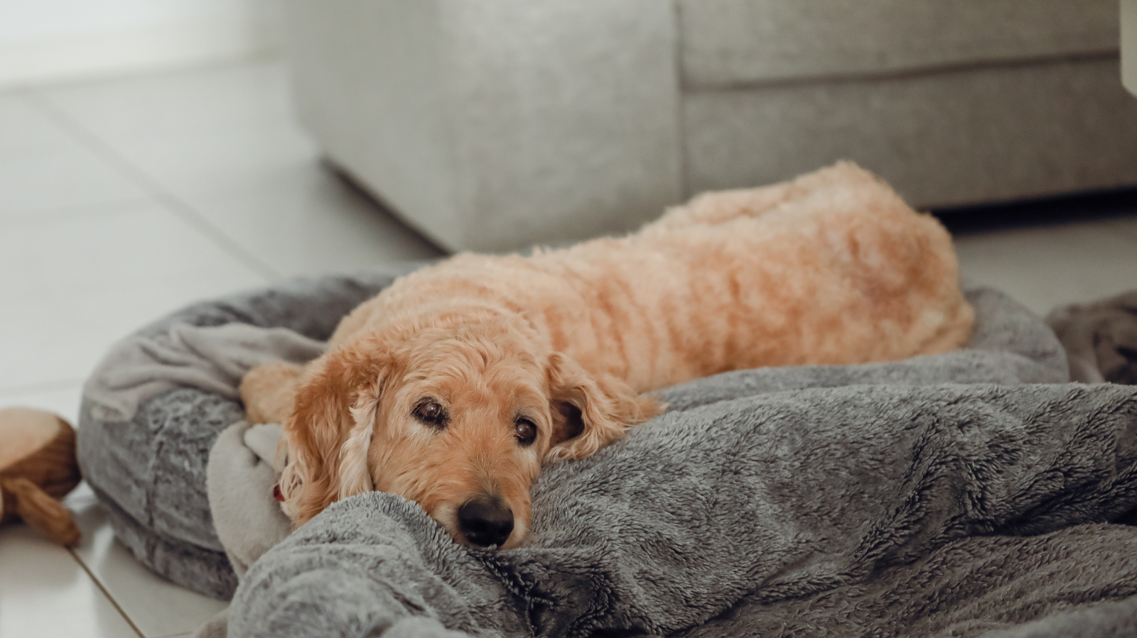 Convulsão em cães e gatos: identifique, entenda e saiba como ajudar