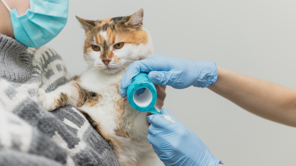 Pet com pata quebrada: saiba os sintomas e o que fazer!