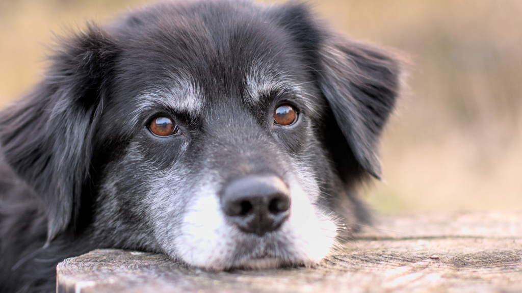 Cirurgia em cães idosos: entenda os riscos e benefícios!