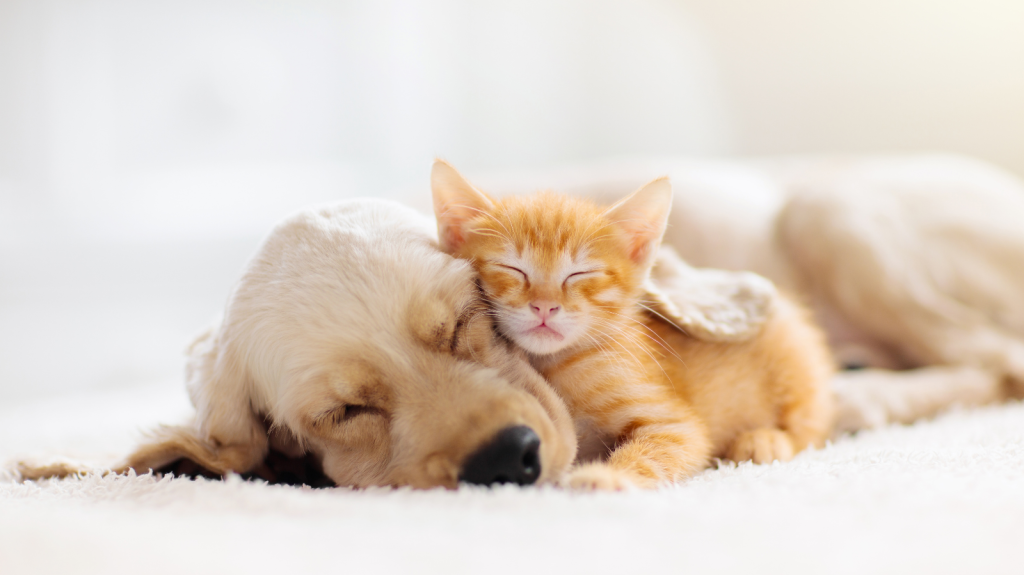 Animais conseguem sonhar? Descubra o segredo por trás do sono do seu pet!