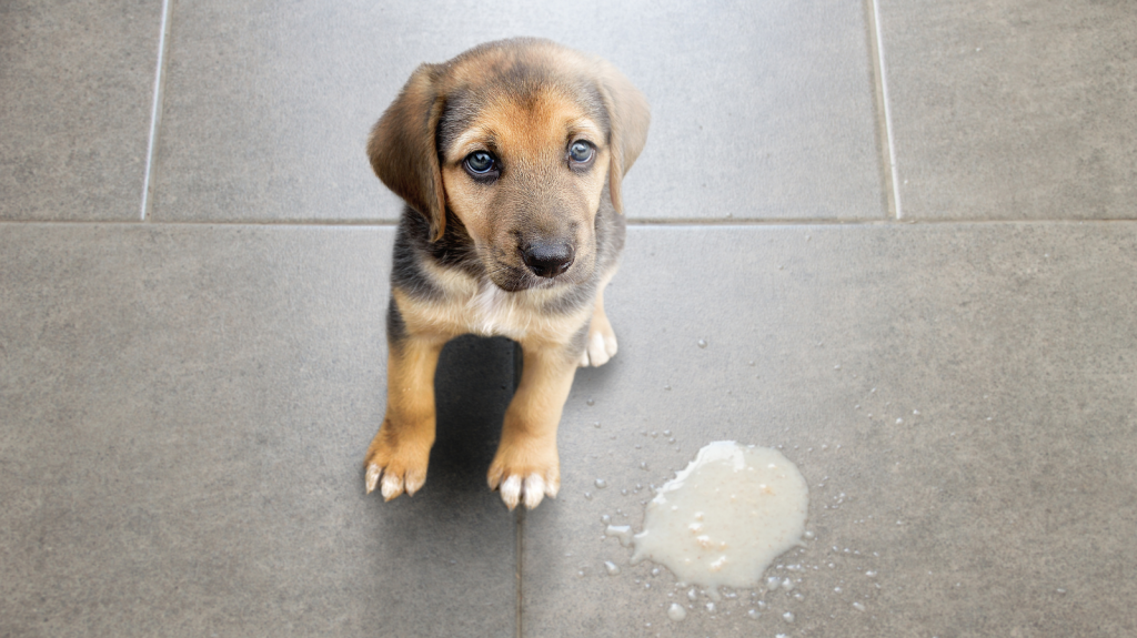 O que dar para cachorro vomitando? Veja como cuidar do seu pet!