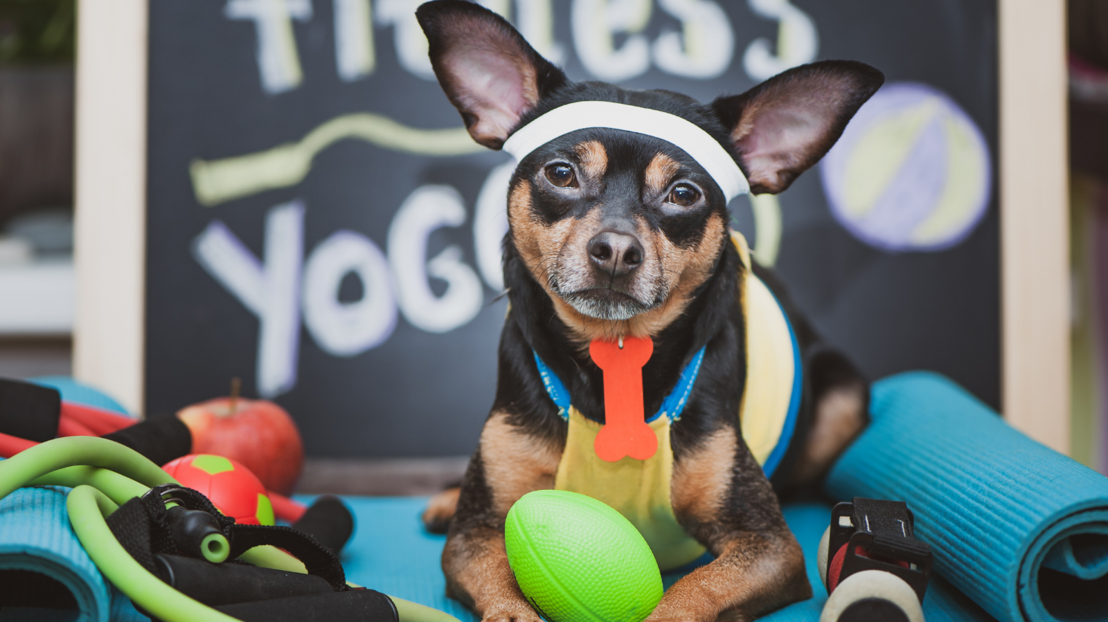 5 dicas de alimentação e exercício para um pet saudável
