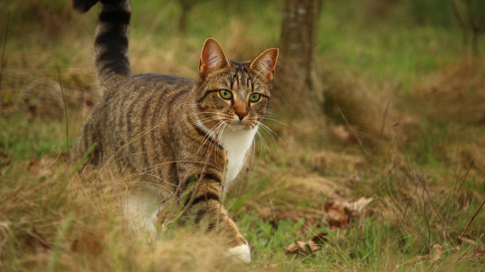 Gato não consegue andar: o que fazer? Veja dicas e possíveis causas
