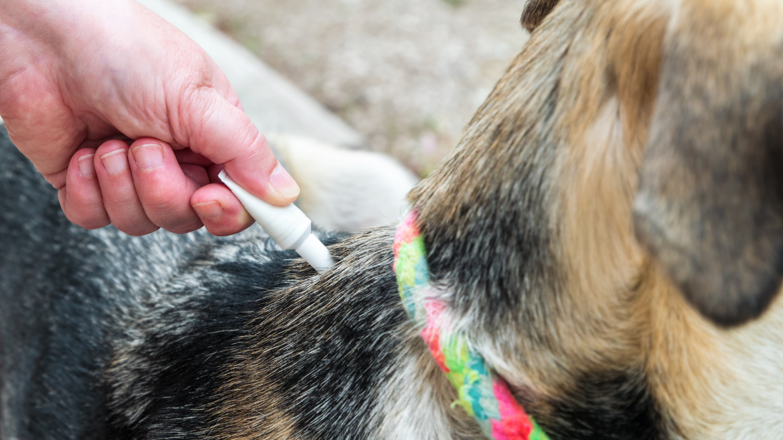 Parasitas em pets: como prevenir e tratar para garantir a saúde do seu pet