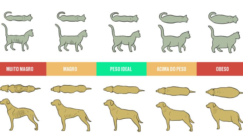 Pet acima do peso? Veja 4 erros que agravam a obesidade em animais!