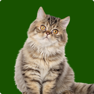 Felinos para todos os gostos: saiba as raças de gato mais populares!