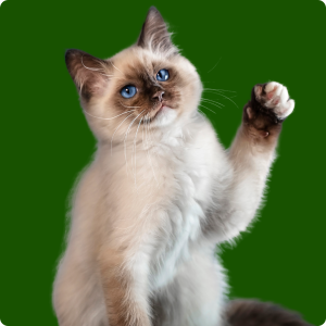 Felinos para todos os gostos: saiba as raças de gato mais populares!