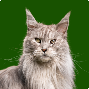 Felinos para todos os gostos: saiba as raças de gato mais populares!