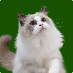 Felinos para todos os gostos: saiba as raças de gato mais populares!