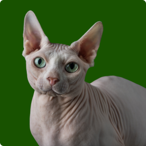 Felinos para todos os gostos: saiba as raças de gato mais populares!