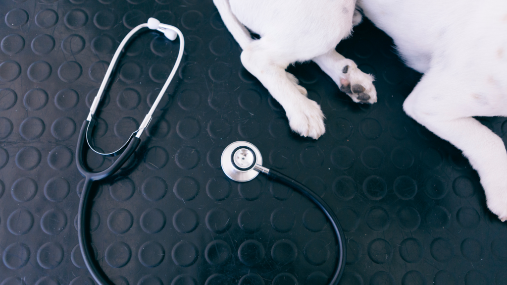 Aulas online e gratuitas: conheça o Ciclo de Palestras da Fisio Care Pet Academy!